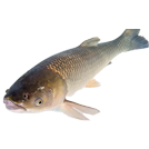 Grass carp